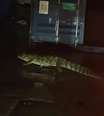 Jacaré morre em rodovia após aparecer em empresa no Guarujá; VÍDEO