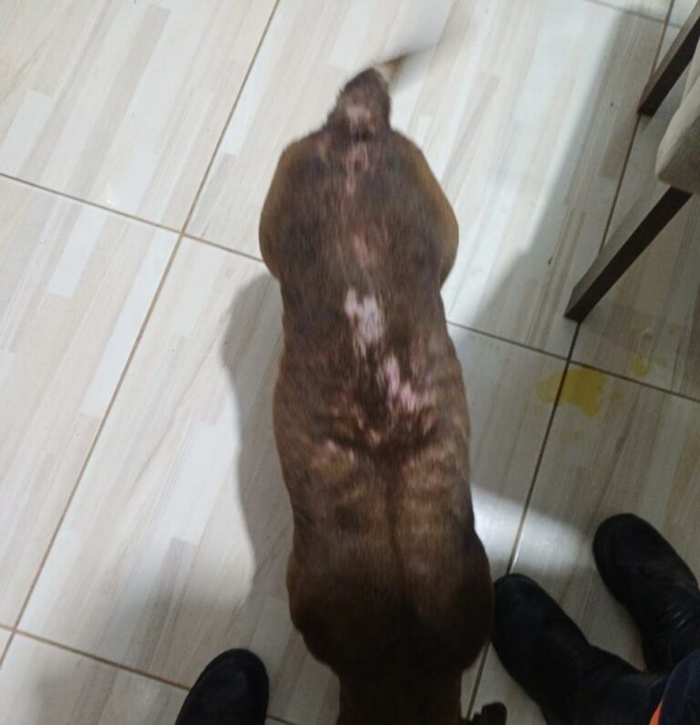 Cães em situação de maus-tratos são resgatados em Pindamonhangaba