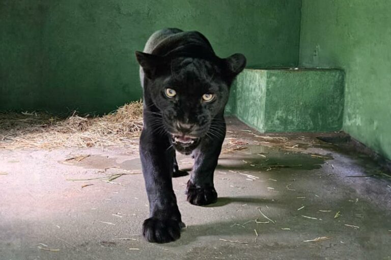 Bosque acolhe filhote de onça-pintada melânica para manejo temporário