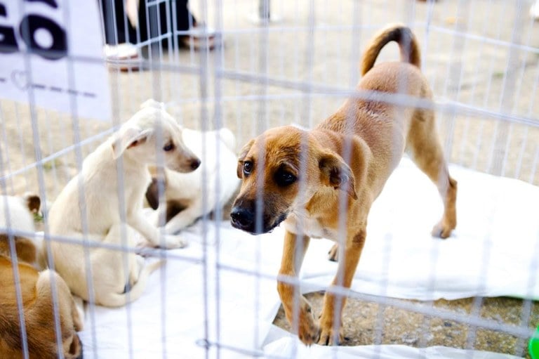 Desde o início das operações, duas grandes ações integradas foram realizadas nos municípios de Campina Grande e Patos, onde as equipes averiguaram 36 alvos e efetuaram 12 prisões em flagrante por maus-tratos