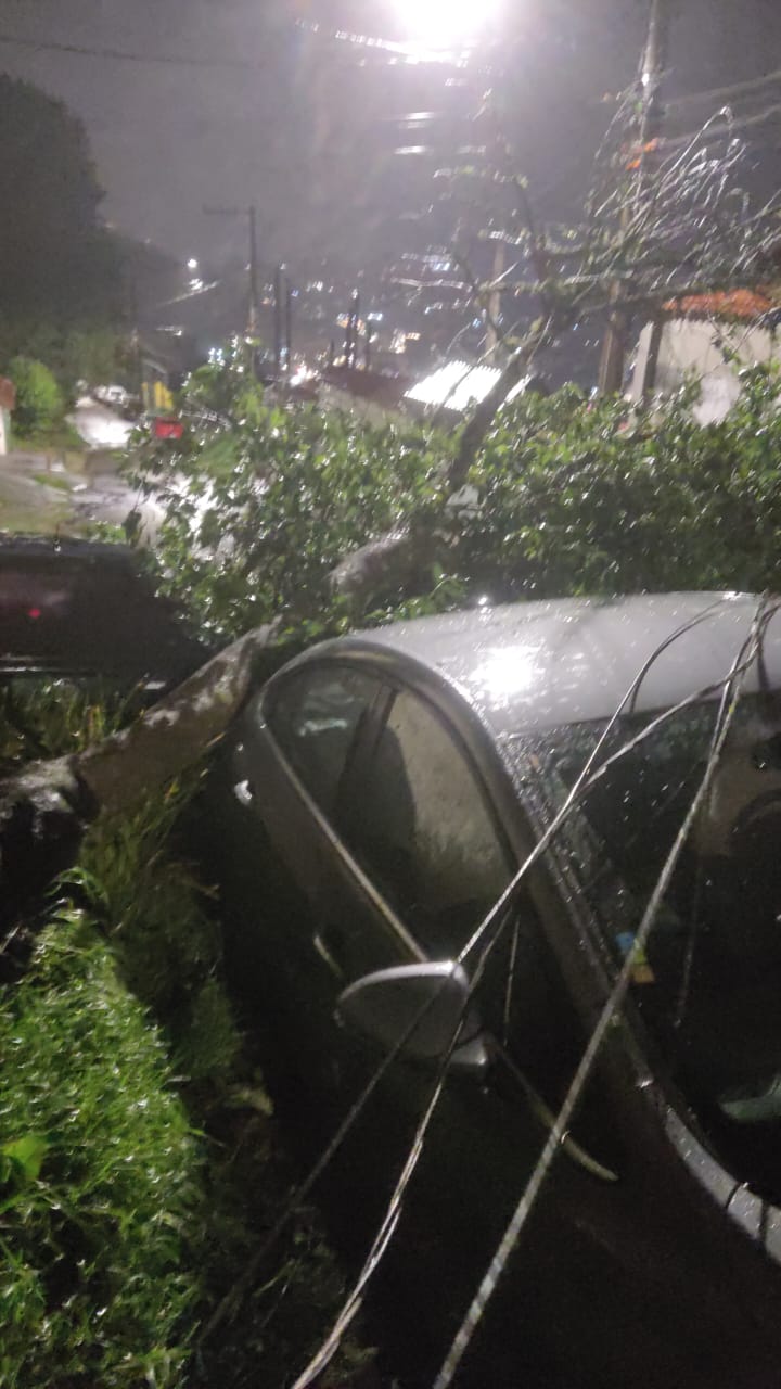 Temporal provoca queda de árvores em vários bairros de Campos do Jordão