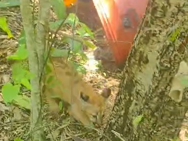 VÍDEO: Filhote de onça é capturado e solto em área de mata para se reencontrar com a mãe