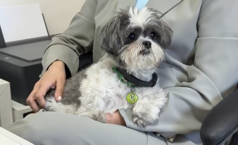 Fim de ano exige cuidado extra na escolha do hotel para pets, orienta veterinária