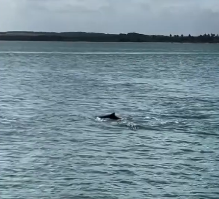 Golfinhos são flagrados nadando próximo à praia de Cabedelo e encantam banhistas