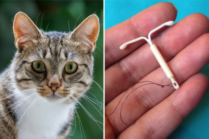 Ginecologista faz alerta após caso incomum envolvendo DIU e pelos de gato