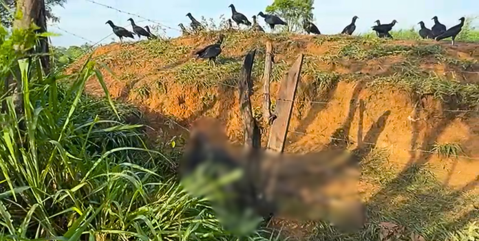 Corpo em decomposição é encontrado em estrada de Campinas