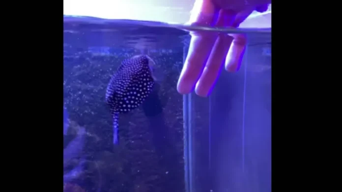 Globi, o peixe que age como “cachorro” e vira sensação nas redes sociais; veja
