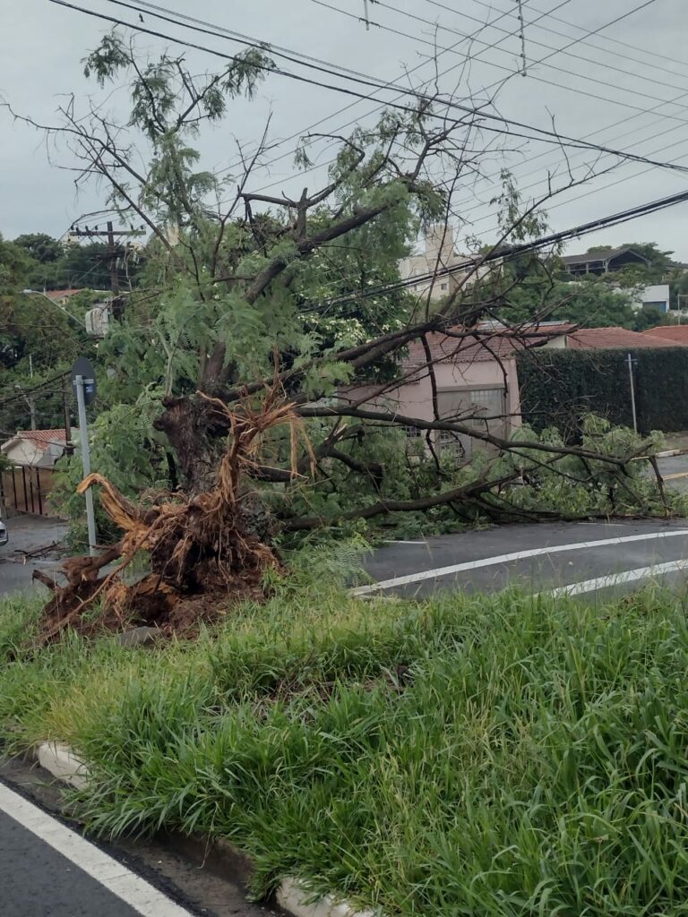 Árvore de grande porte cai e interdita rua importante no Jardim Miranda, em Campinas