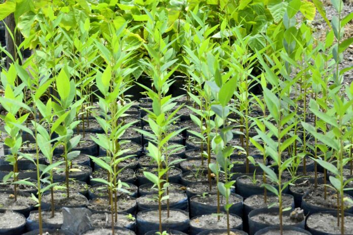 Viveiro de João Pessoa fortalece produção de mudas nativas