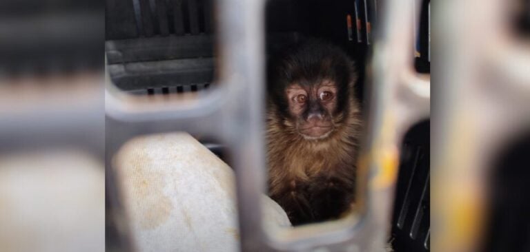 PM prende dupla por tráfico de animais silvestres na região