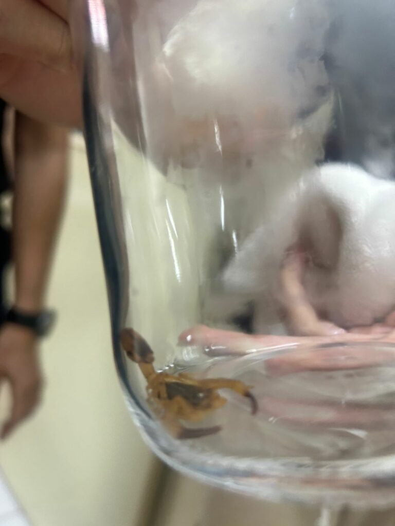 Criança de 3 anos é picada por escorpião em CEI de Campinas