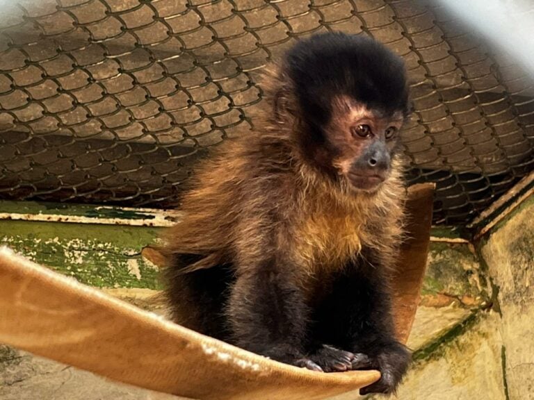 CETRAS solta macaco-prego vítima do tráfico nesta segunda-feira
