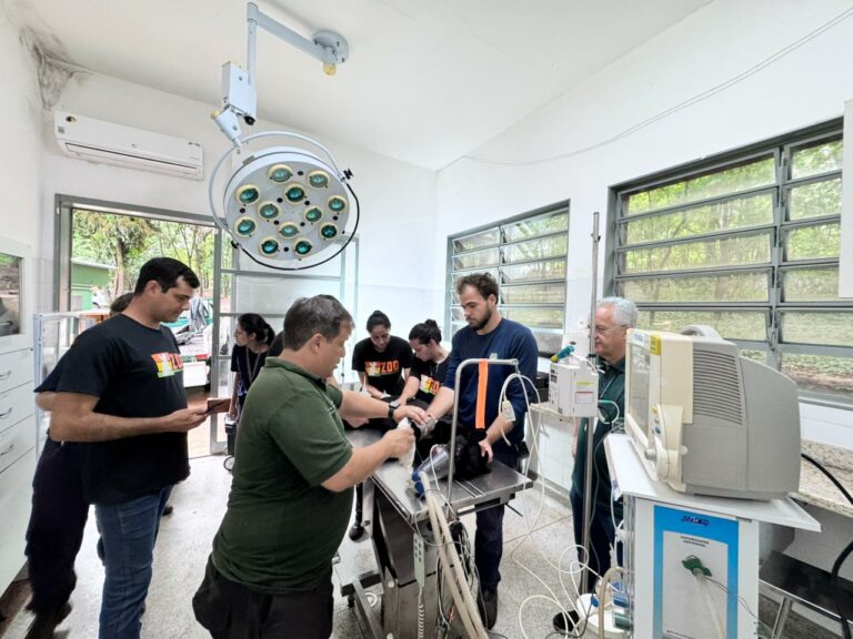 Onça-pintada melânica cuidada no Bosque é transferida para Pitangueiras