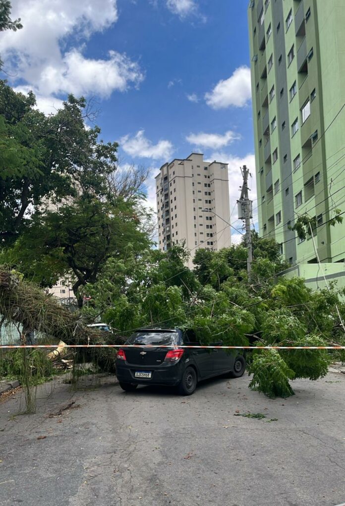 Rajadas de vento acima de 90 km/h derrubam árvores em São José Rajadas de vento acima de 90 km/h derrubam árvores em São José