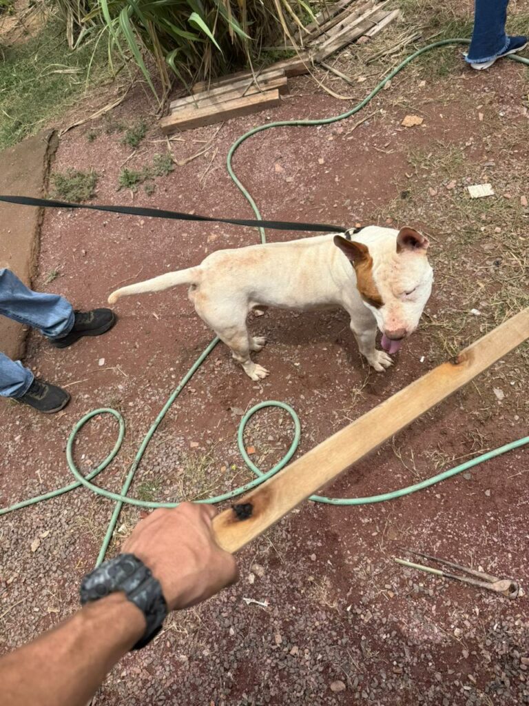 Pitbull é resgatado após dono ser flagrado agredindo o animal em Piracicaba