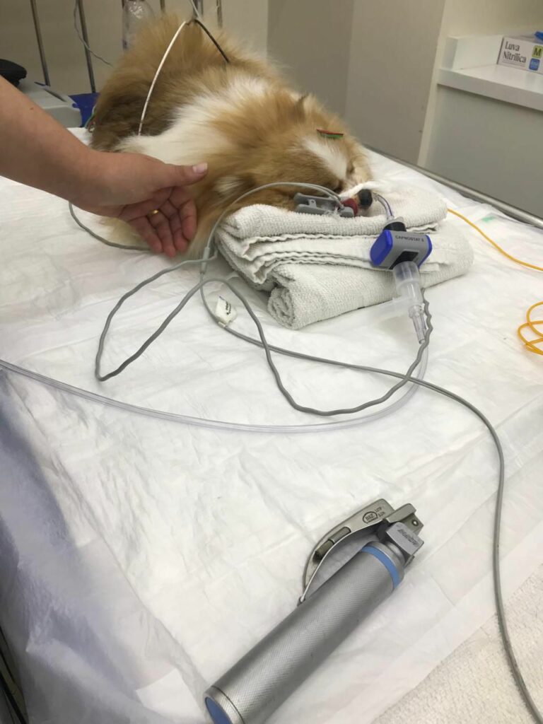 Denúncia aponta maus-tratos a cadela após banho em pet shop