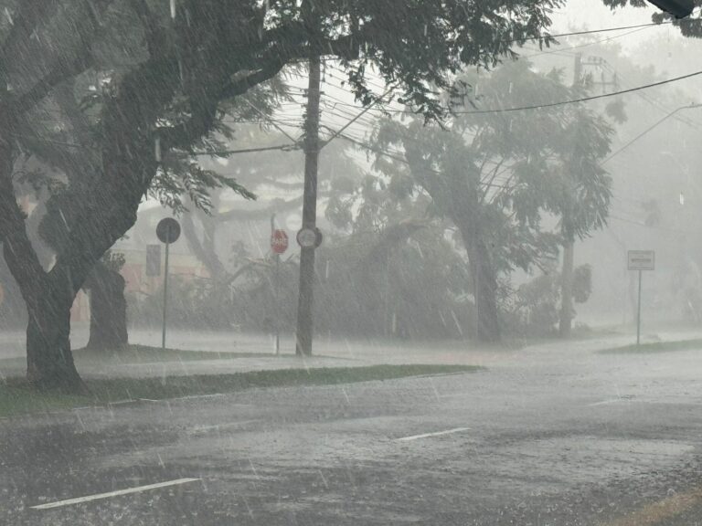 Árvore cai na Avenida Andrômeda