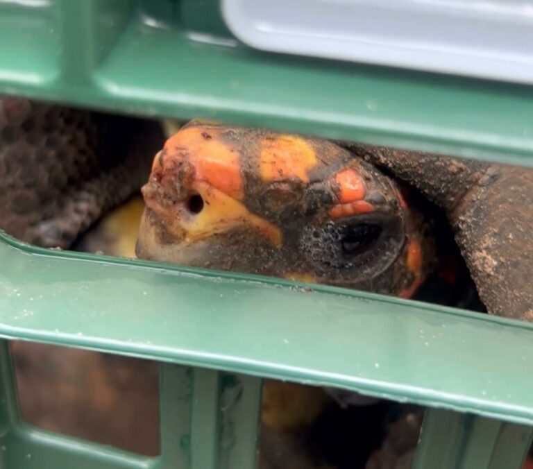 Transferência de animais do zoológico de Araçatuba para o RJ gera protesto