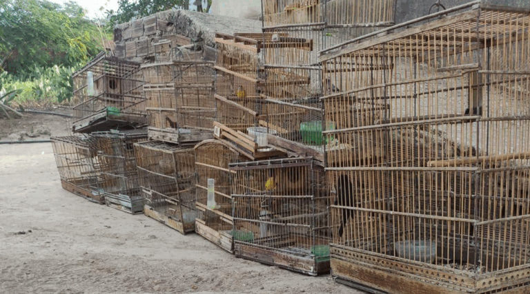 A operação foi conduzida por militares do Batalhão Especializado em Policiamento do Meio Ambiente (BPMA)