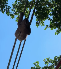 Bicho-preguiça é resgatado de porte de energia elétrica em morro de Santos; VÍDEO