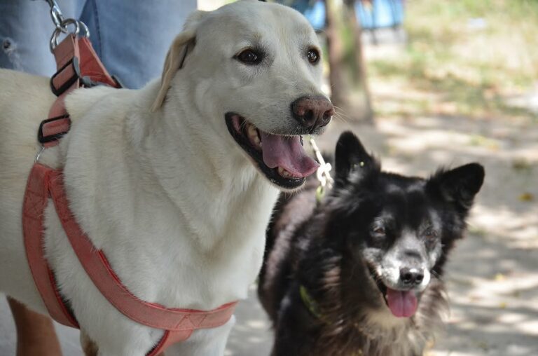 Campanha promove ações educativas e alerta que maus-tratos e abandono são crimes, com penas previstas em lei federal