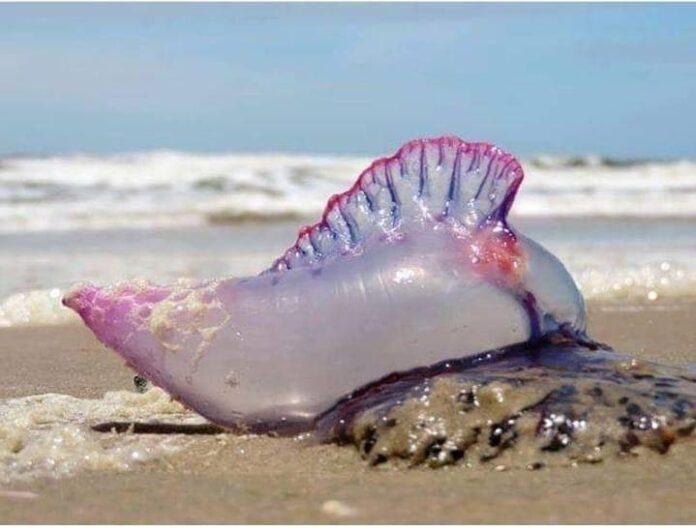 Influenciadora registra caravela-portuguesa em João Pessoa e alerta para riscos durante o verão