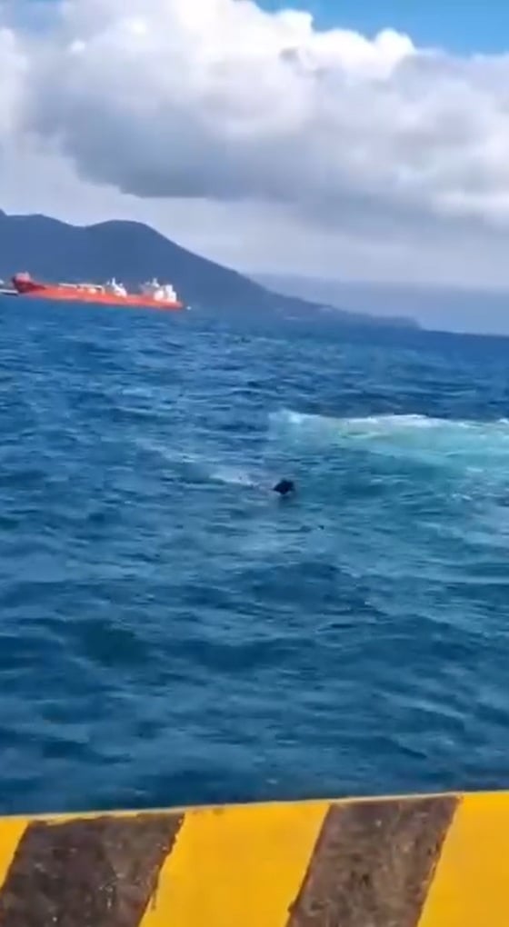 VÍDEO: Cachorro é resgatado após pular no mar durante travessia entre São Sebastião e Ilhabela