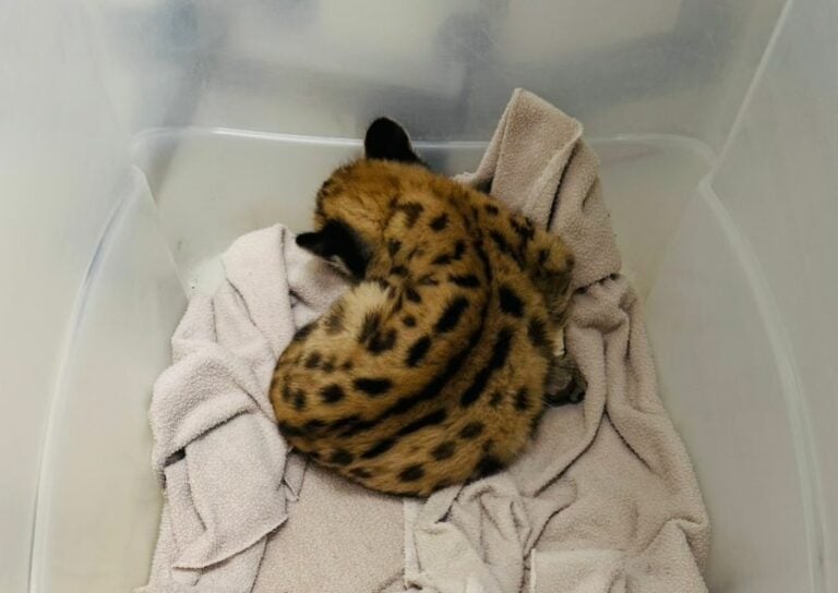 Zoobotânico recebe filhote de onça-parda resgatado em canavial