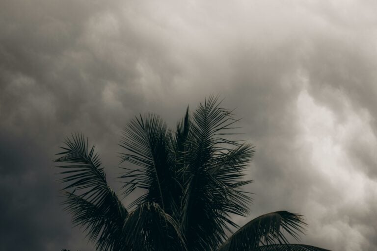 Fortes chuvas em Campinas causam quedas de árvores em 15 pontos da cidade