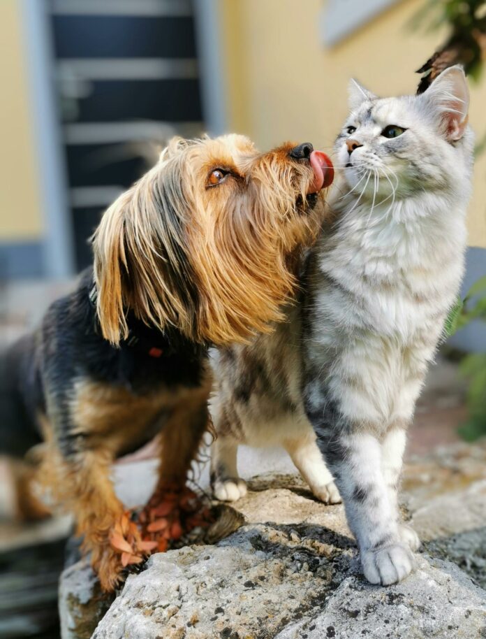Limeira lança campanha para prevenir abandono de animais nas festas de fim de ano