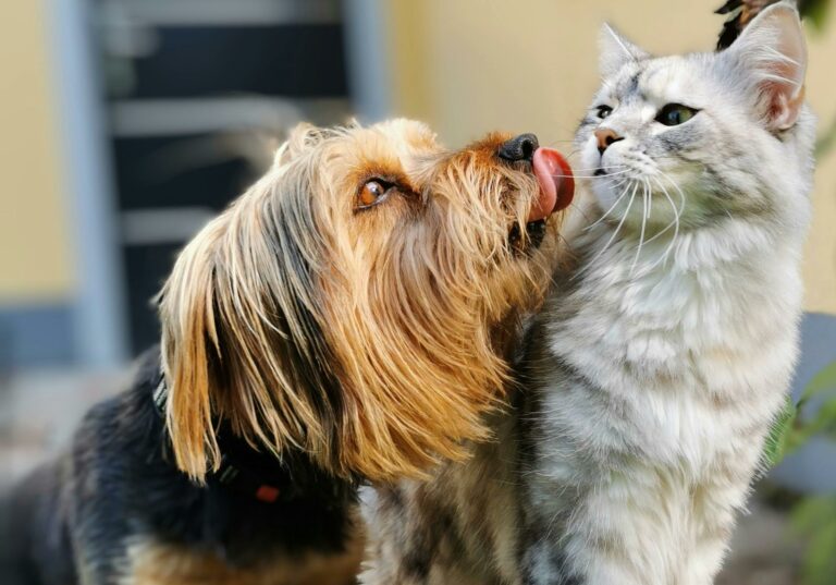 Medida provisória cria Secretaria Executiva da Proteção Animal na Paraíba
