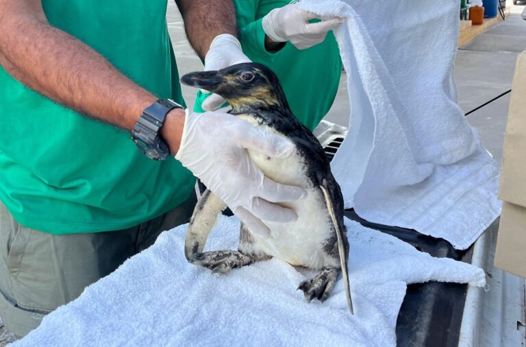 Público vai escolher o nome de novo pinguim de aquário em João Pessoa