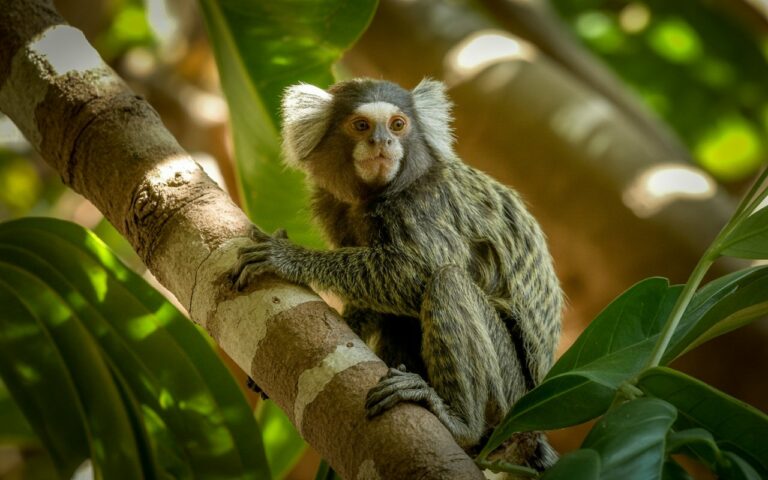 De acordo com a SES-PB, a raiva é uma doença infecciosa aguda, de evolução grave e com letalidade próxima de 100% após o início dos sintomas clínicos