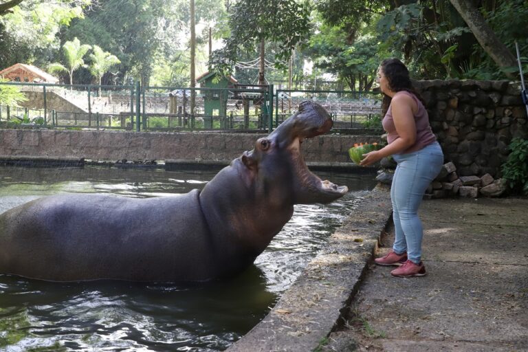 No calor, frutas geladas e sorvetes especiais ajudam animais do Bosque a se refrescar