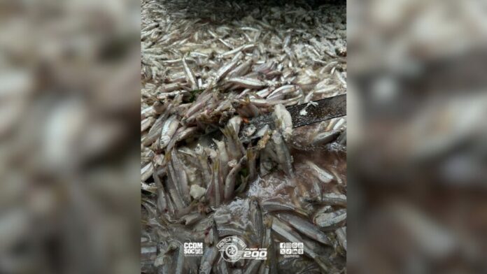 Apreensão pescado irregular