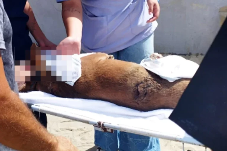 Cachorra é esfaqueada na orla de Praia Grande; VÍDEO