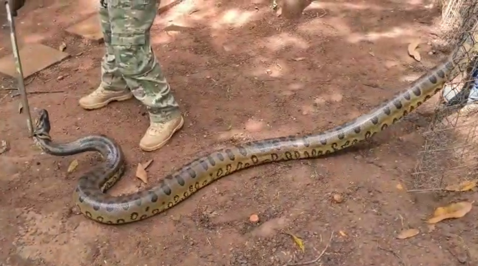 A cobra foi encontrada na manhã desta sexta-feira (2) dentro de uma empresa em Cordeirópolis. Agentes a capturaram com segurança e a soltaram em área de preservação