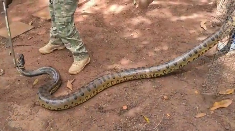 A cobra foi encontrada na manhã desta sexta-feira (2) dentro de uma empresa em Cordeirópolis. Agentes a capturaram com segurança e a soltaram em área de preservação