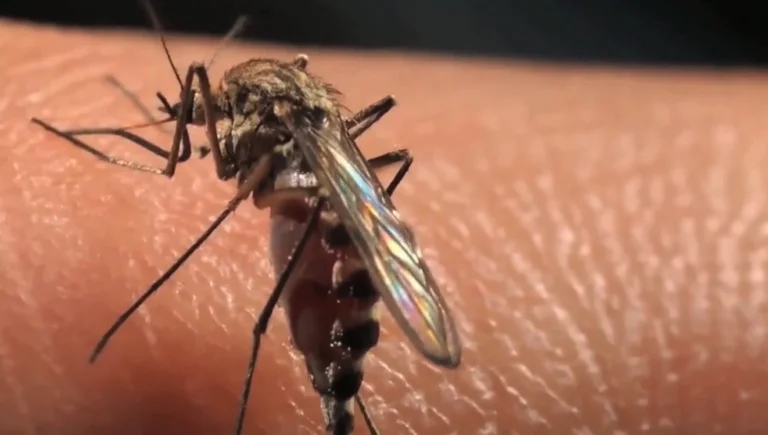 Campinas divulga lista de 29 bairros com alto risco de dengue neste verão