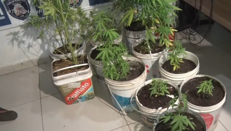 No local, os agentes encontraram diversos pés da droga, além de alguns quilos de entorpecentes já colhidos e prontos para comercialização