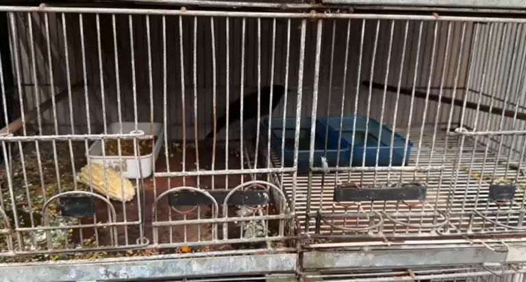 Homem é preso por manter pássaros silvestres e falsificar anilhas de identificação