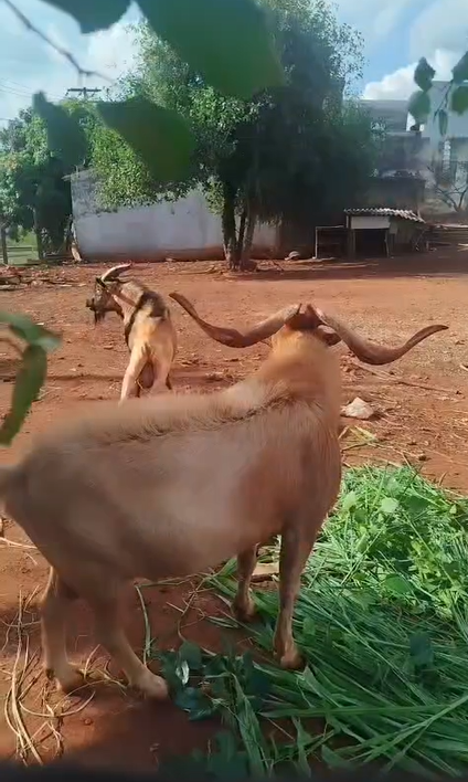 Bito e Tiãozinho, bodes queridos da vizinhança, são levados de propriedade rural em Americana