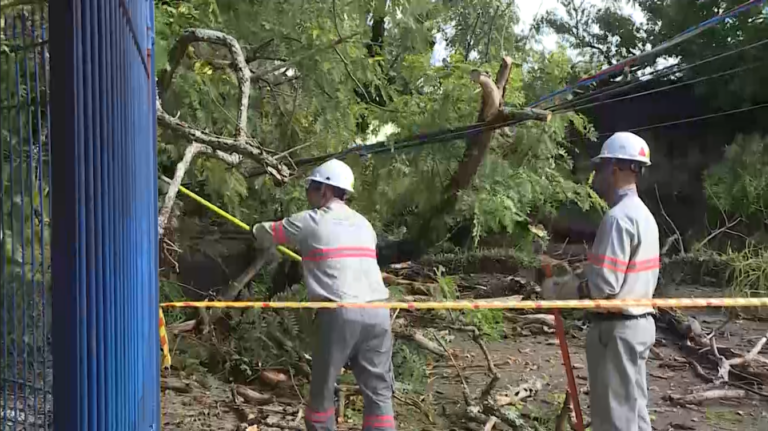 Árvore cai sobre casa de idosa de 100 anos durante temporal em Campinas