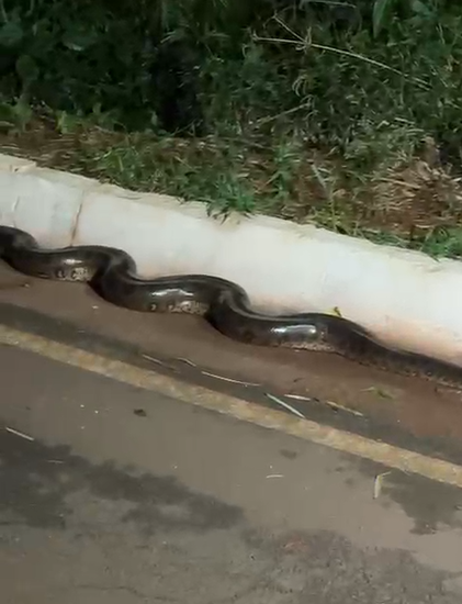 Sucuri de aproximadamente 5 metros é flagrada atravessando a rua Sucuri de aproximadamente 5 metros é flagrada atravessando a rua