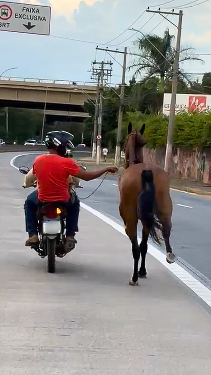 Homem é flagrado puxando cavalo pelo pescoço com moto na Avenida Ruy Rodrigues Homem é flagrado puxando cavalo pelo pescoço com moto na Avenida Ruy Rodrigues