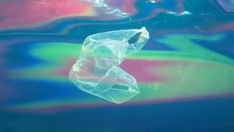 Levantamentos mostram que, nos locais onde a proibição foi implementada, houve uma redução drástica na poluição e sinais claros de recuperação da biodiversidade.