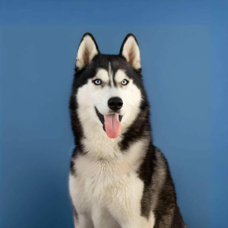 Cão morre ao se assustar com fogos de artifício e tentar fugir de casa