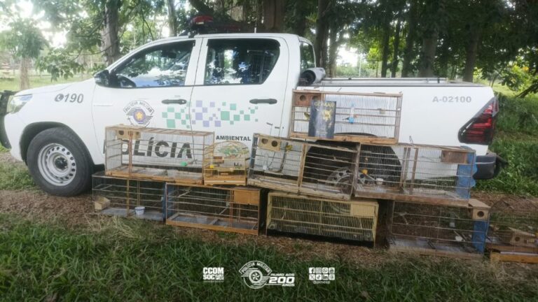 Polícia Militar Ambiental combate cativeiro irregular de aves silvestres