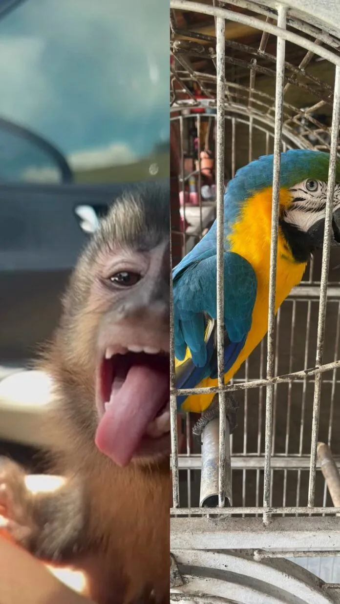 Animais apreendidos pela polícia