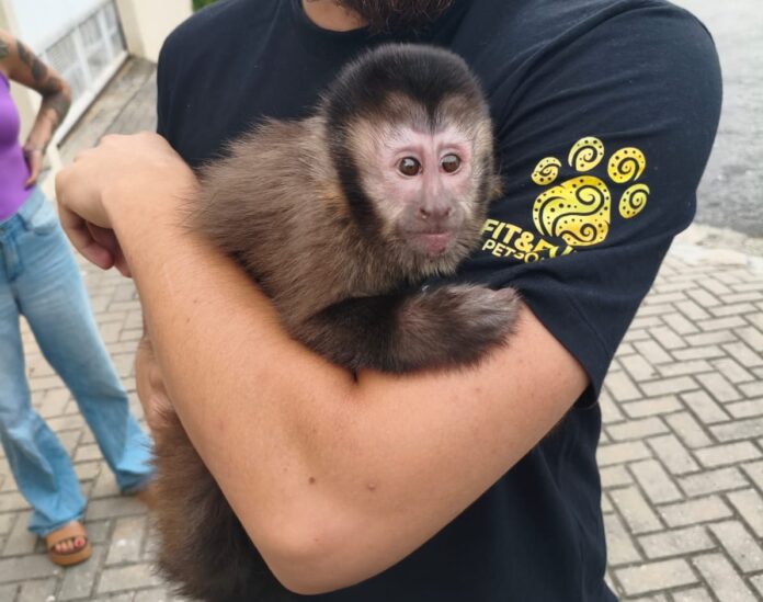 GCM resgata macaco-prego em condomínio de Jacareí GCM resgata macaco-prego em condomínio de Jacareí